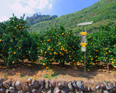 广西南宁脐橙园-太阳能自转清虫灭虫灯